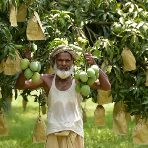 Sessional Fruits