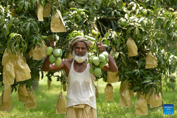 Sessional Fruits