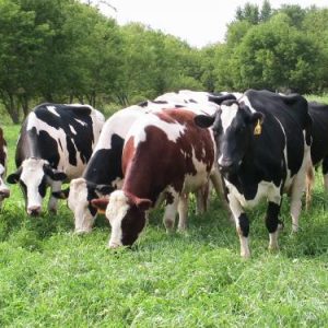 Dairy & Fattening