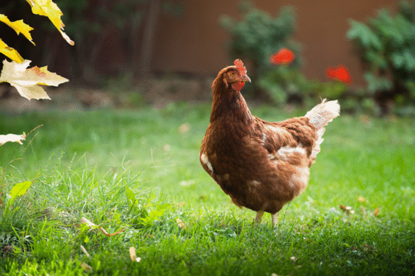 Chicken