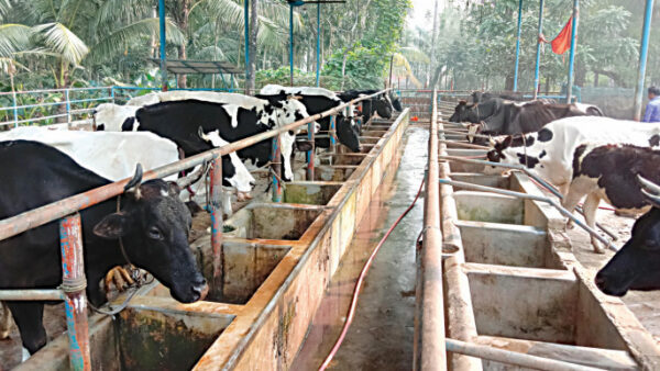 Dairy