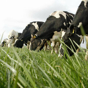Sessional Crops