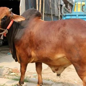 কুরবানি (২০২৬) বিনিয়োগ
