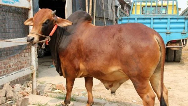 কুরবানি (২০২৬) বিনিয়োগ